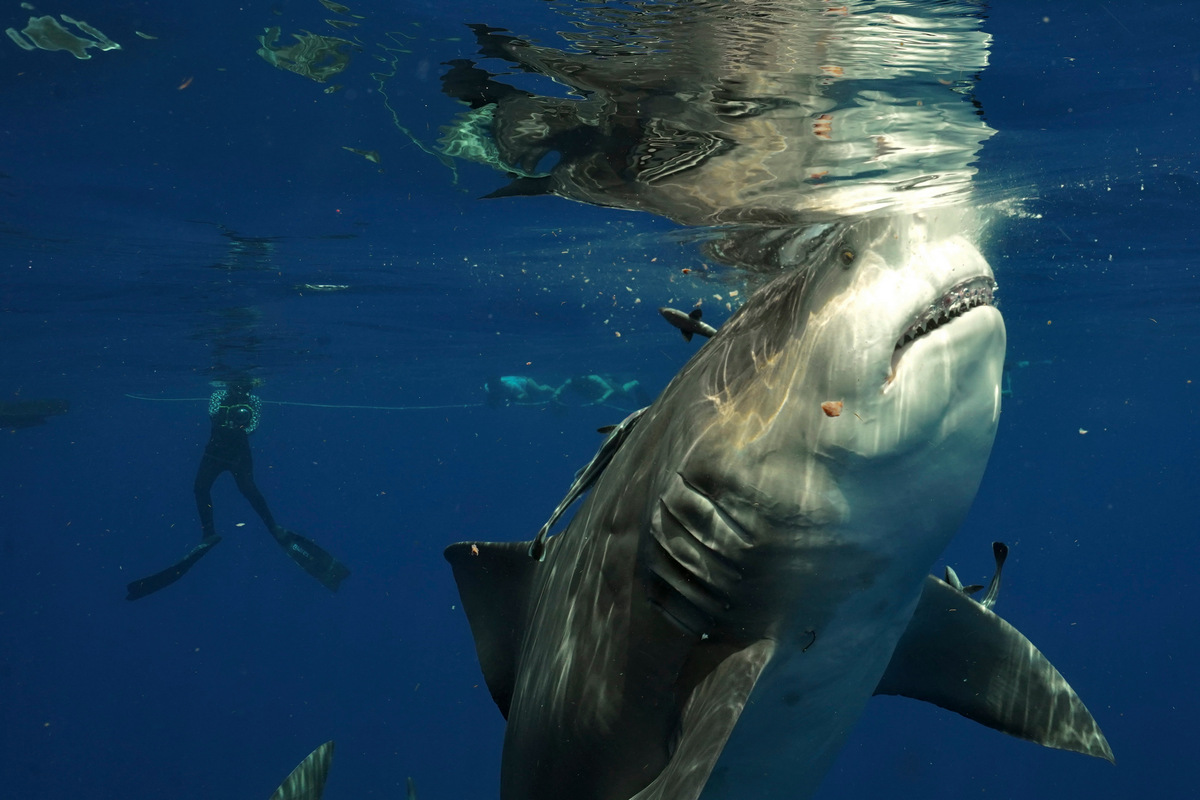 Дайвер столкнулся с самкой акулы во время фридайвинга близ Флориды