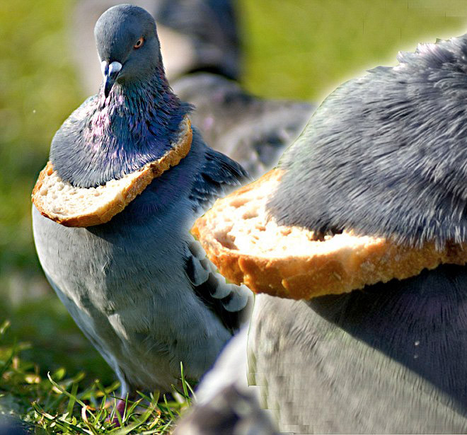 Хлебные ожерелья как символ благосостояния среди голубей