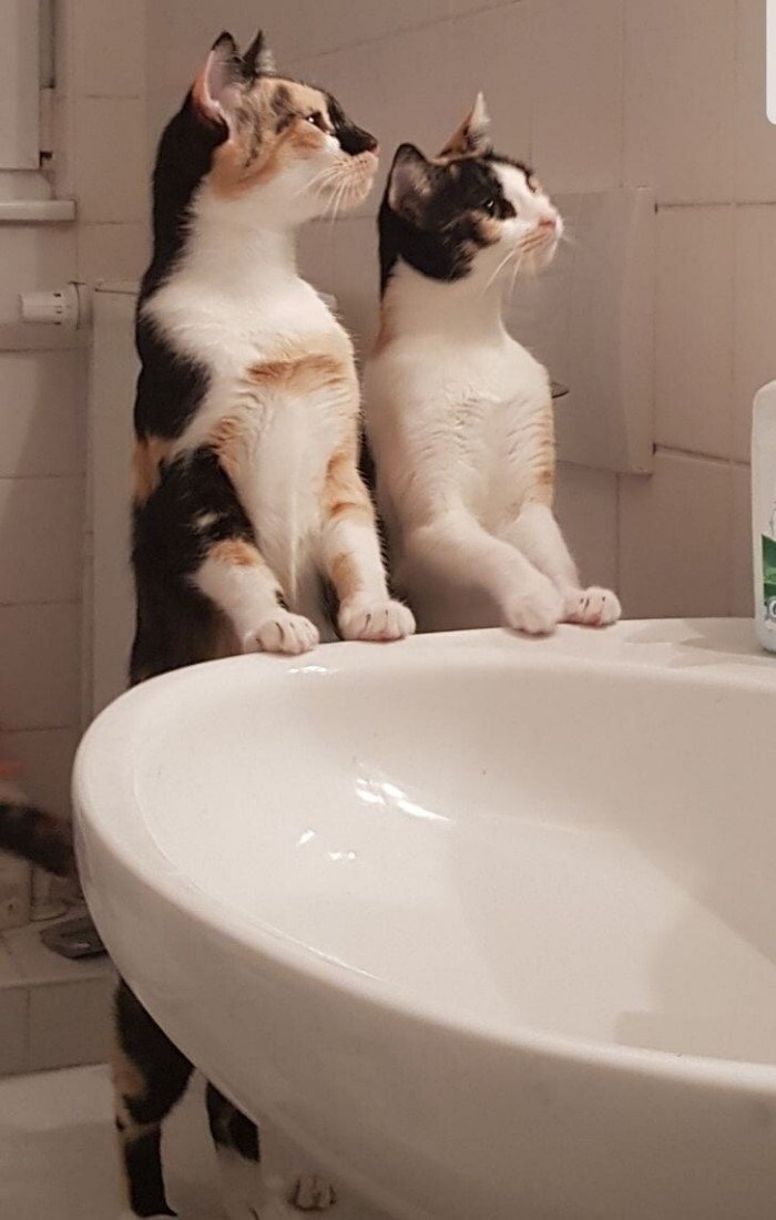 Лучше одного котика в доме могут быть только два Животные