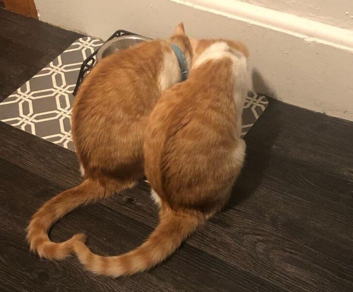 Лучше одного котика в доме могут быть только два Животные