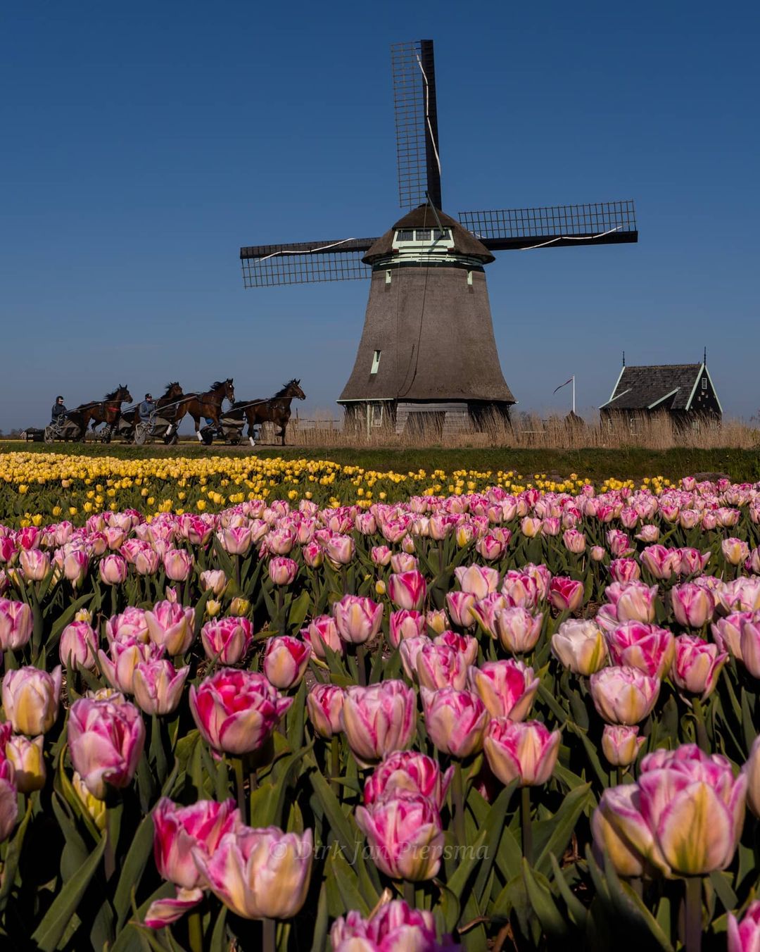 Волшебные поля цветущих тюльпанов от Дирка Яна Пирсма