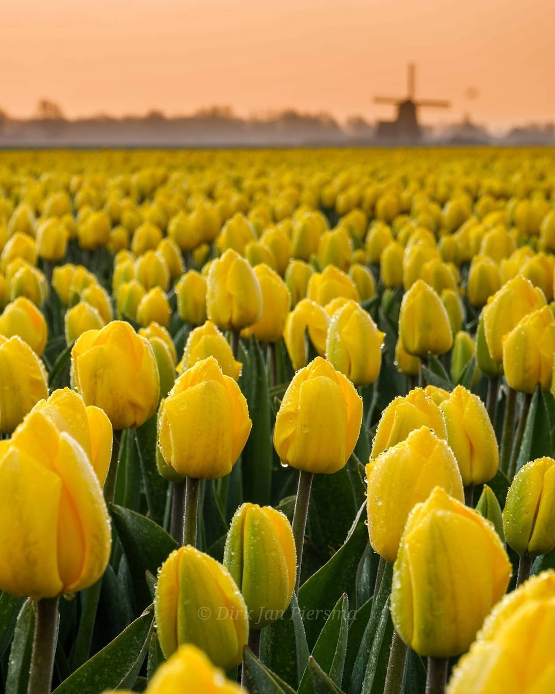 Волшебные поля цветущих тюльпанов от Дирка Яна Пирсма