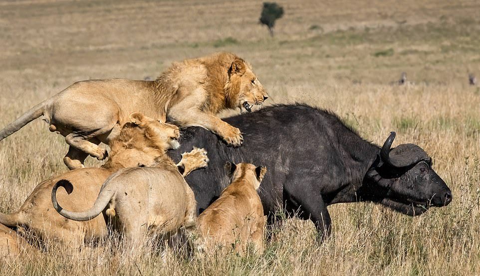 Прайд львов завалил буйвола в Кении