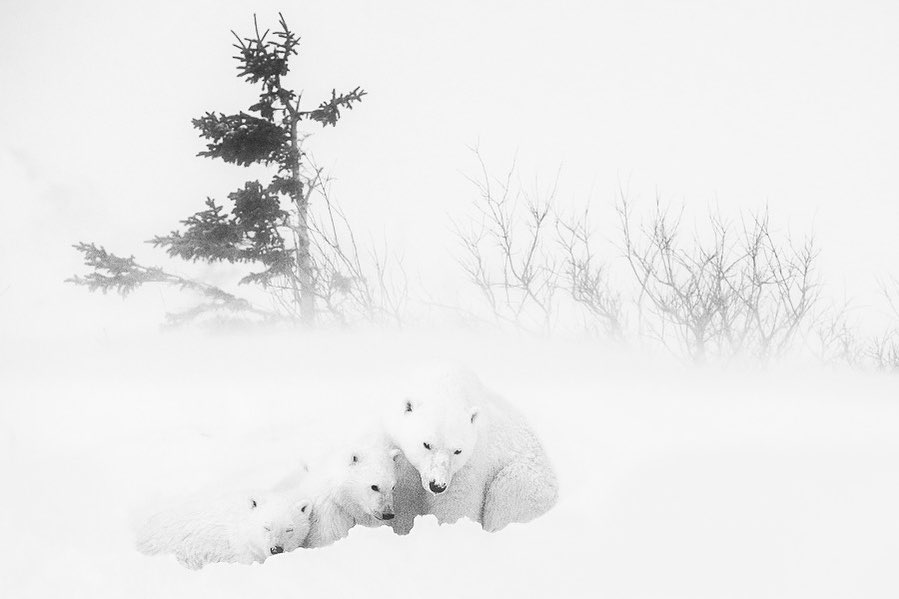Выразительные черно-белые снимки животных от Марко Ронкони