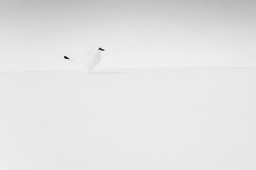 Выразительные черно-белые снимки животных от Марко Ронкони