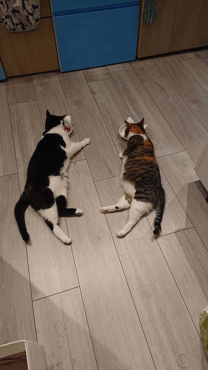 Наглядные причины, почему две кошки в доме лучше, чем одна
