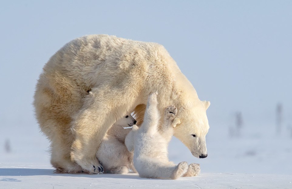 Белые медвежата играют с мамой-медведицей на снимках