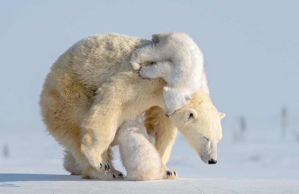 Белые медвежата играют с мамой-медведицей на снимках