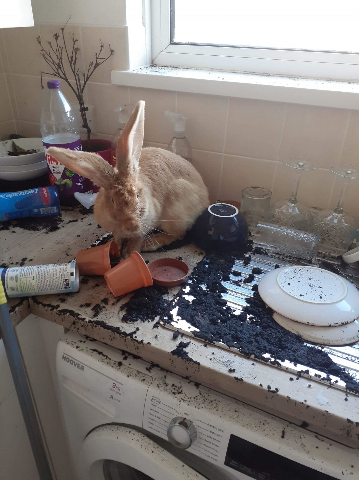 Домашний кролик устроил потоп на кухне