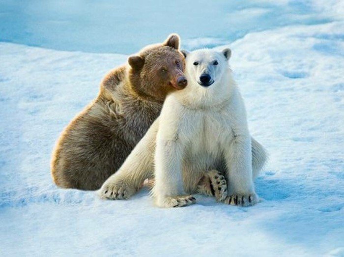 Кто родится от необычного союза бурого медведя с белым?