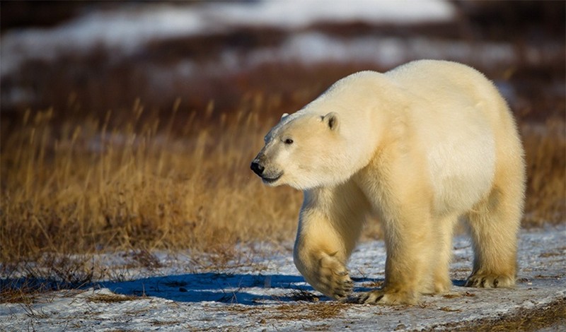Разные интересные факты о белых медведях