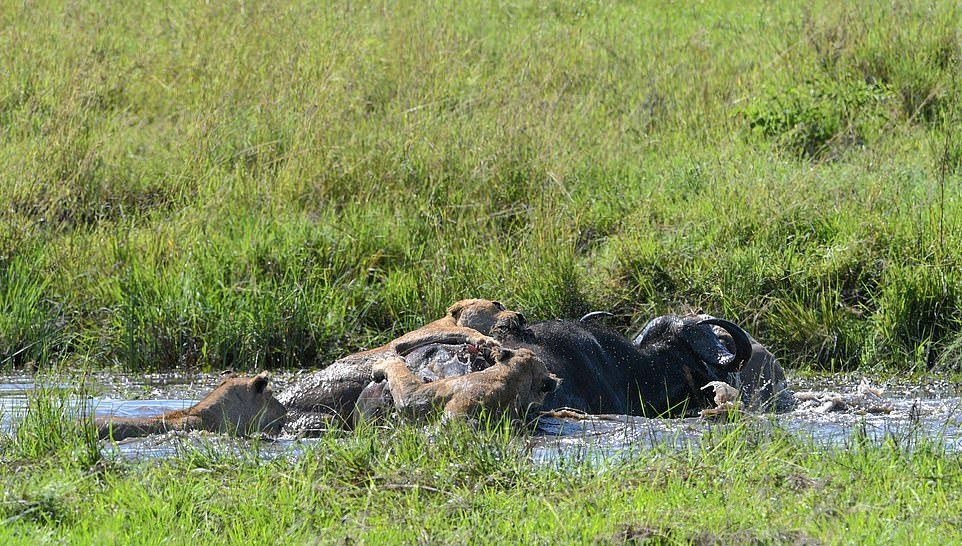 Четыре львицы завалили буйвола на водопое
