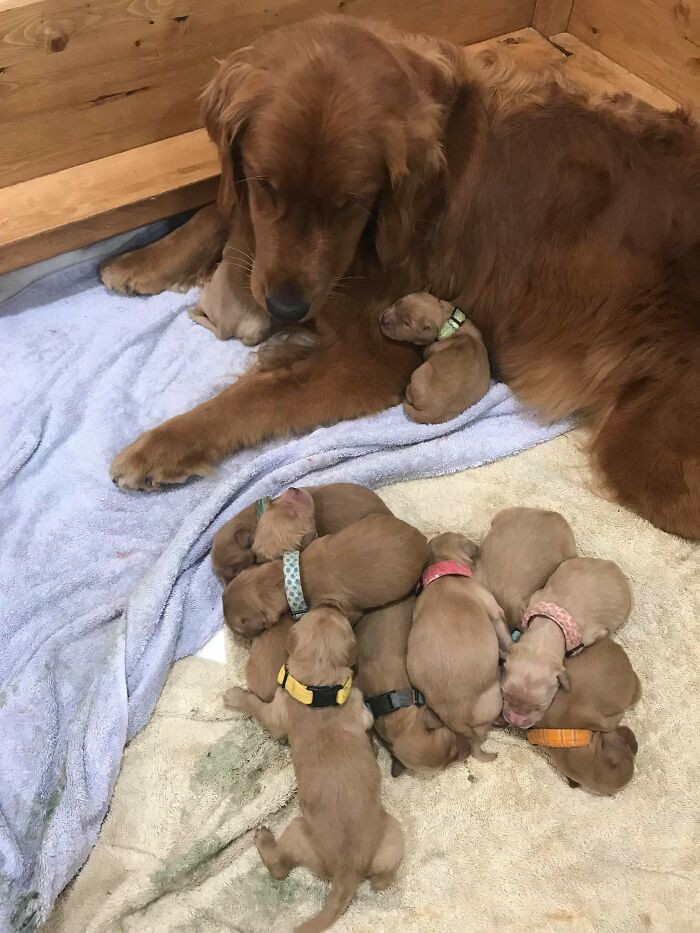 Счастливые мамочки-собаки со своими малышами
