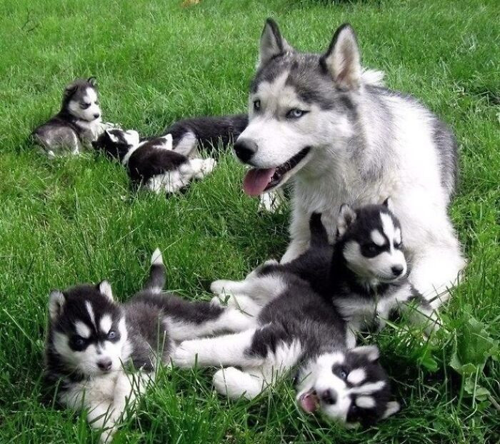 Счастливые мамочки-собаки со своими малышами