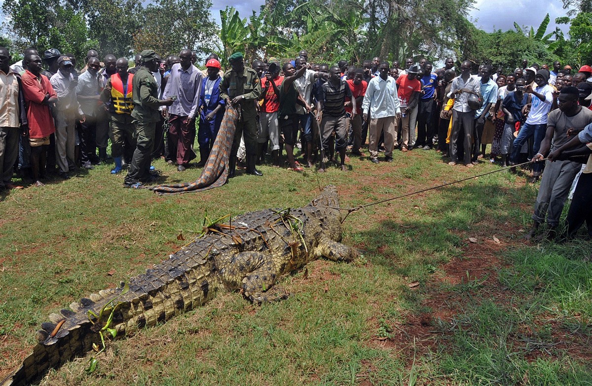 75-летний крокодил Усама, который съел 80 человек