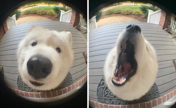 Позитивные собаки на снимках, которые способны улучшить настроение