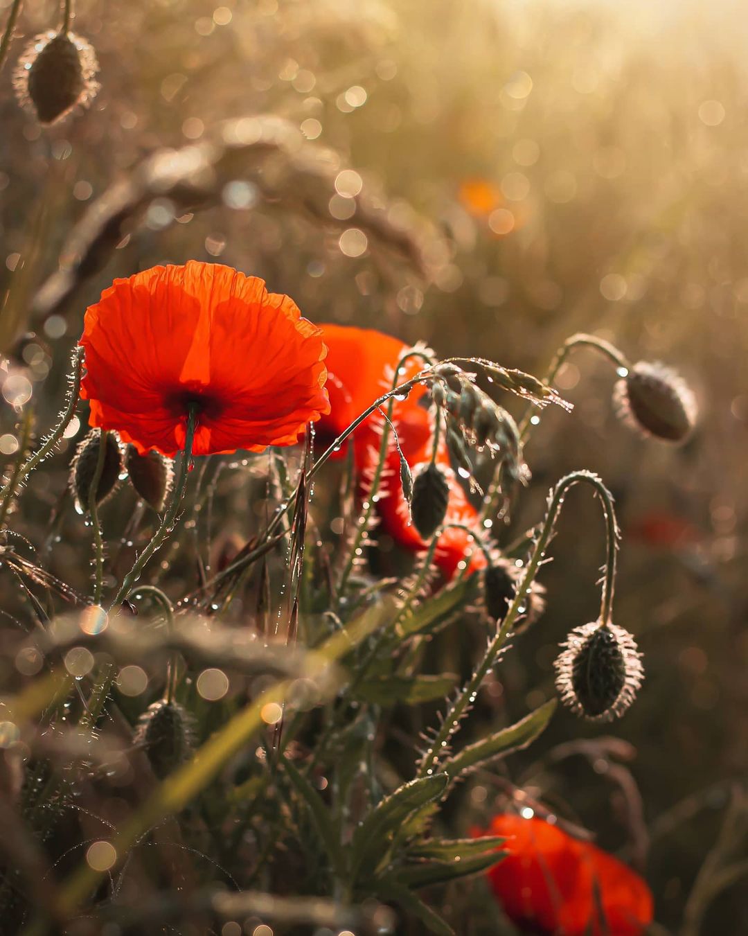 Красивые снимки цветов от Таши Тайдель