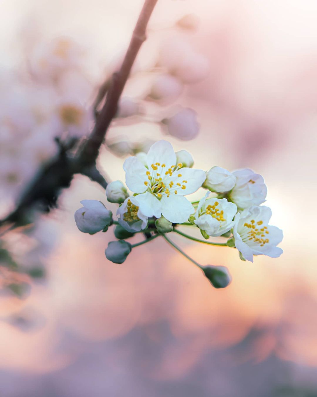 Красивые снимки цветов от Таши Тайдель