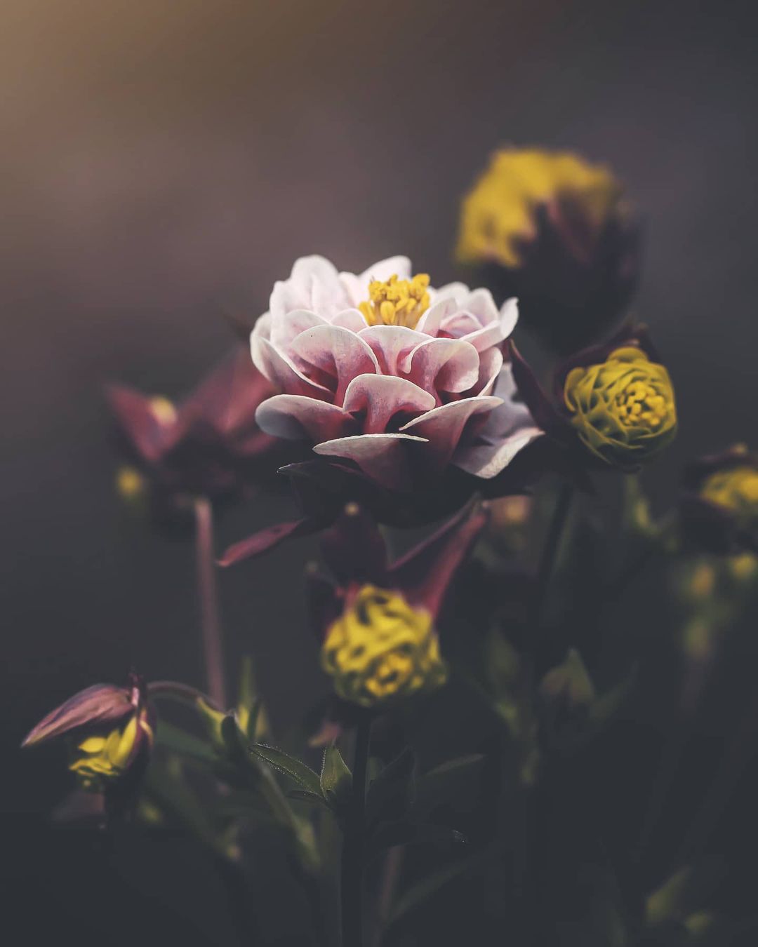 Красивые снимки цветов от Таши Тайдель Природа