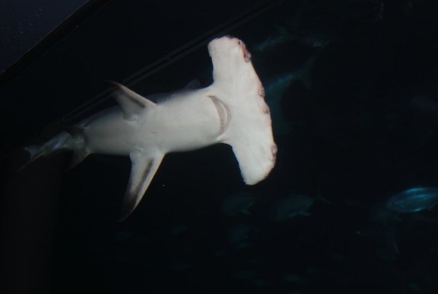 Для чего акуле-молот нужен молот?