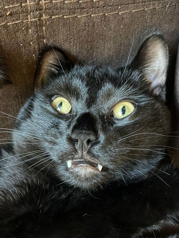 Котики с выдающимися клыками, которых можно принять за пушистых вампиров