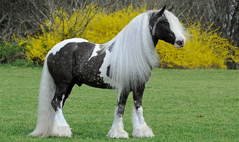 Самые красивые породы лошадей в мире