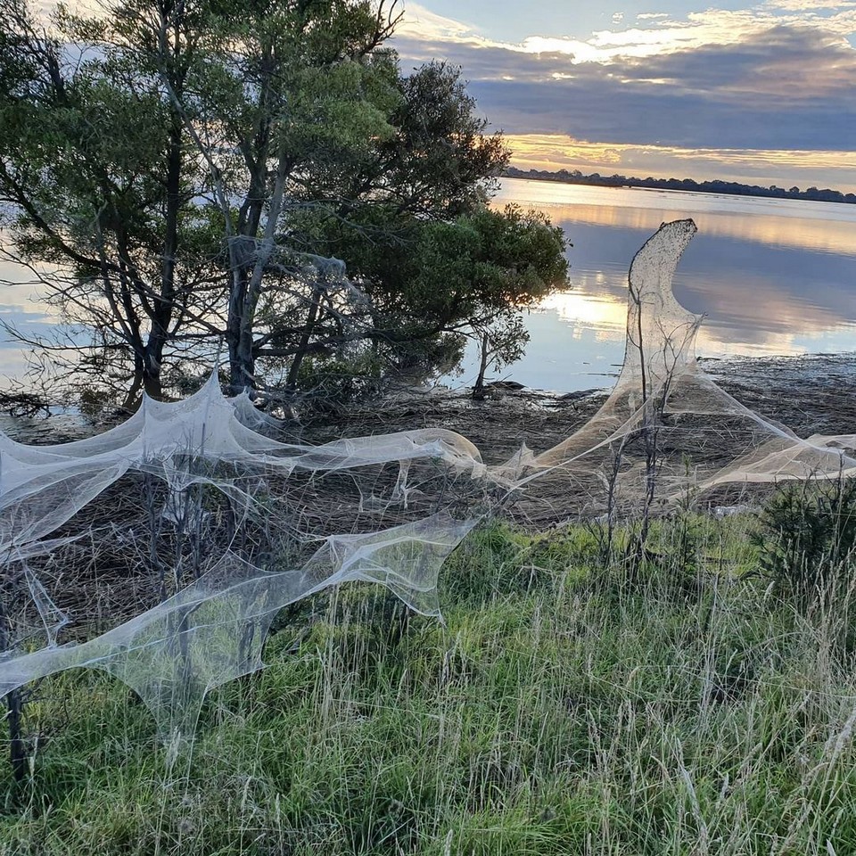 Толстые одеяла паутины в Австралии
