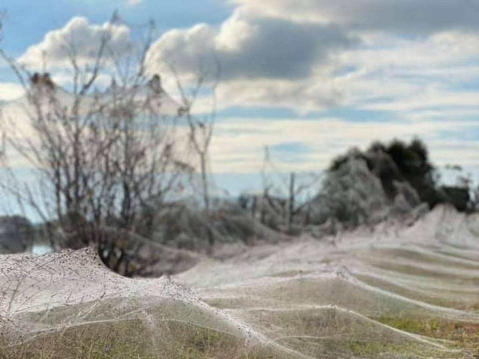 Толстые одеяла паутины в Австралии