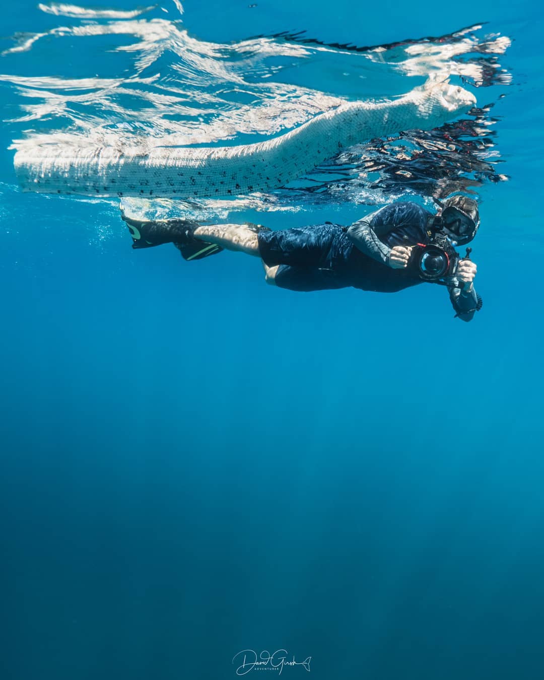 Удивительные подводные снимки от Дэвида Гирша