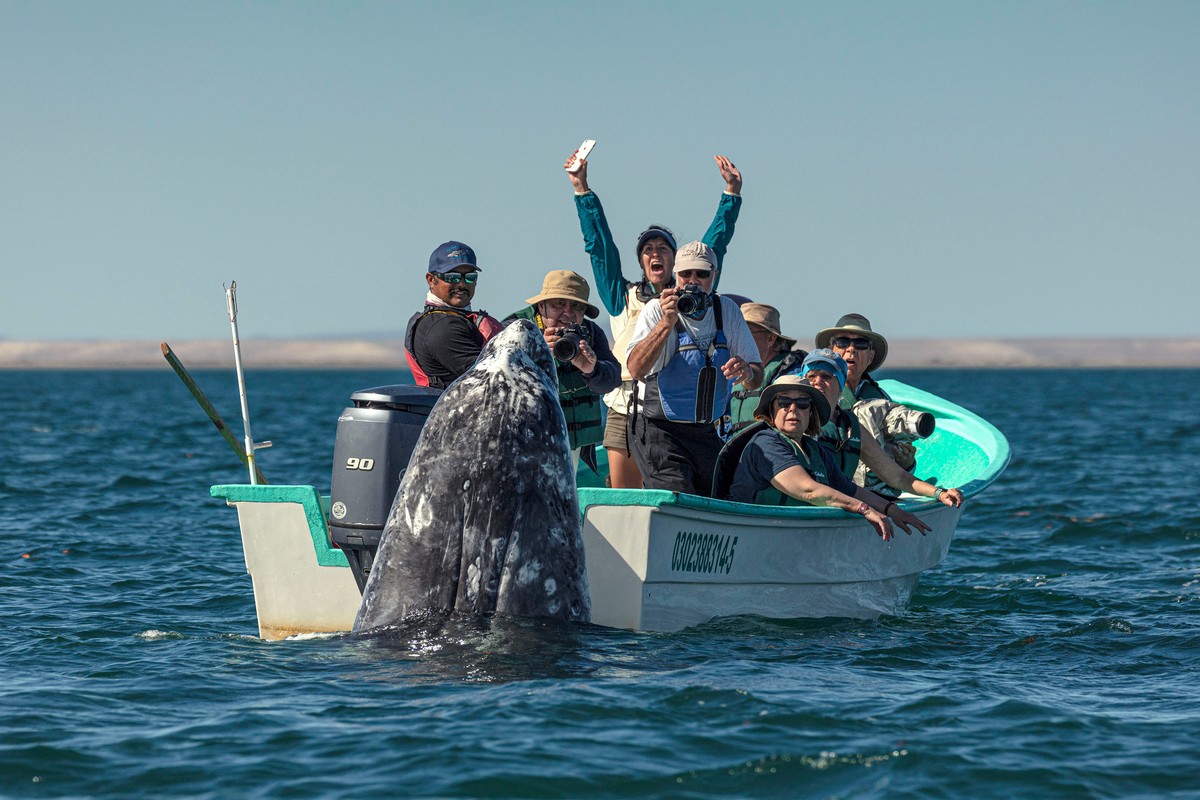 Наблюдатели смотрели в другую сторону, когда кит вынырнул из воды