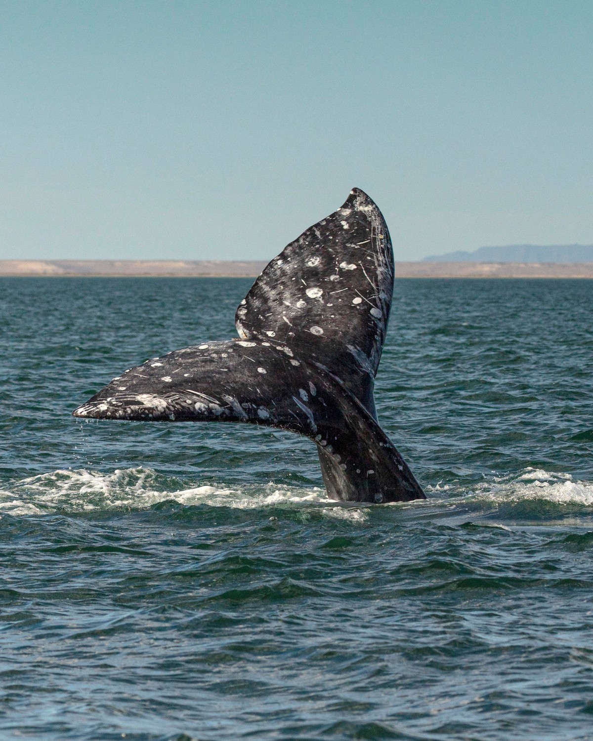 Наблюдатели смотрели в другую сторону, когда кит вынырнул из воды