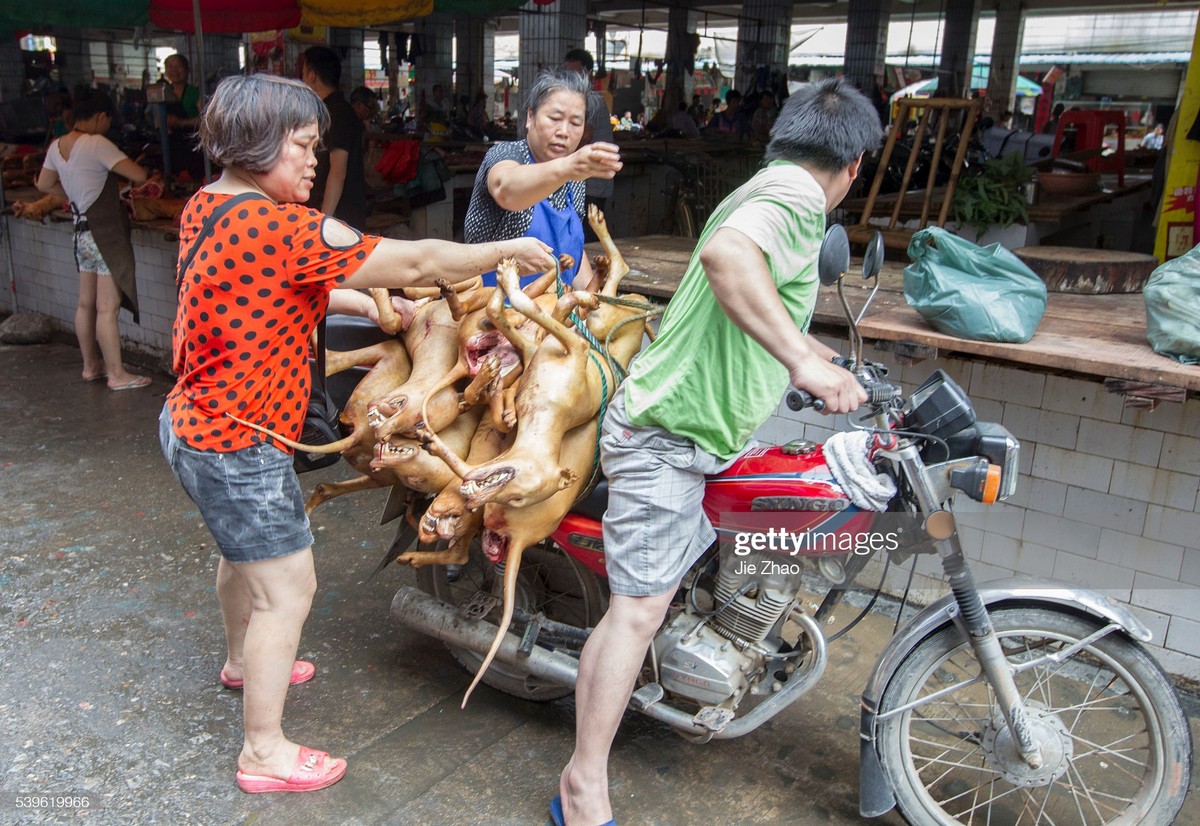 Ежегодный фестиваль собачьего мяса в Китае