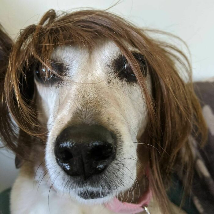 Владельцы собак примеряют своим питомцам разные парики