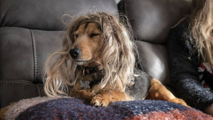 Владельцы собак примеряют своим питомцам разные парики