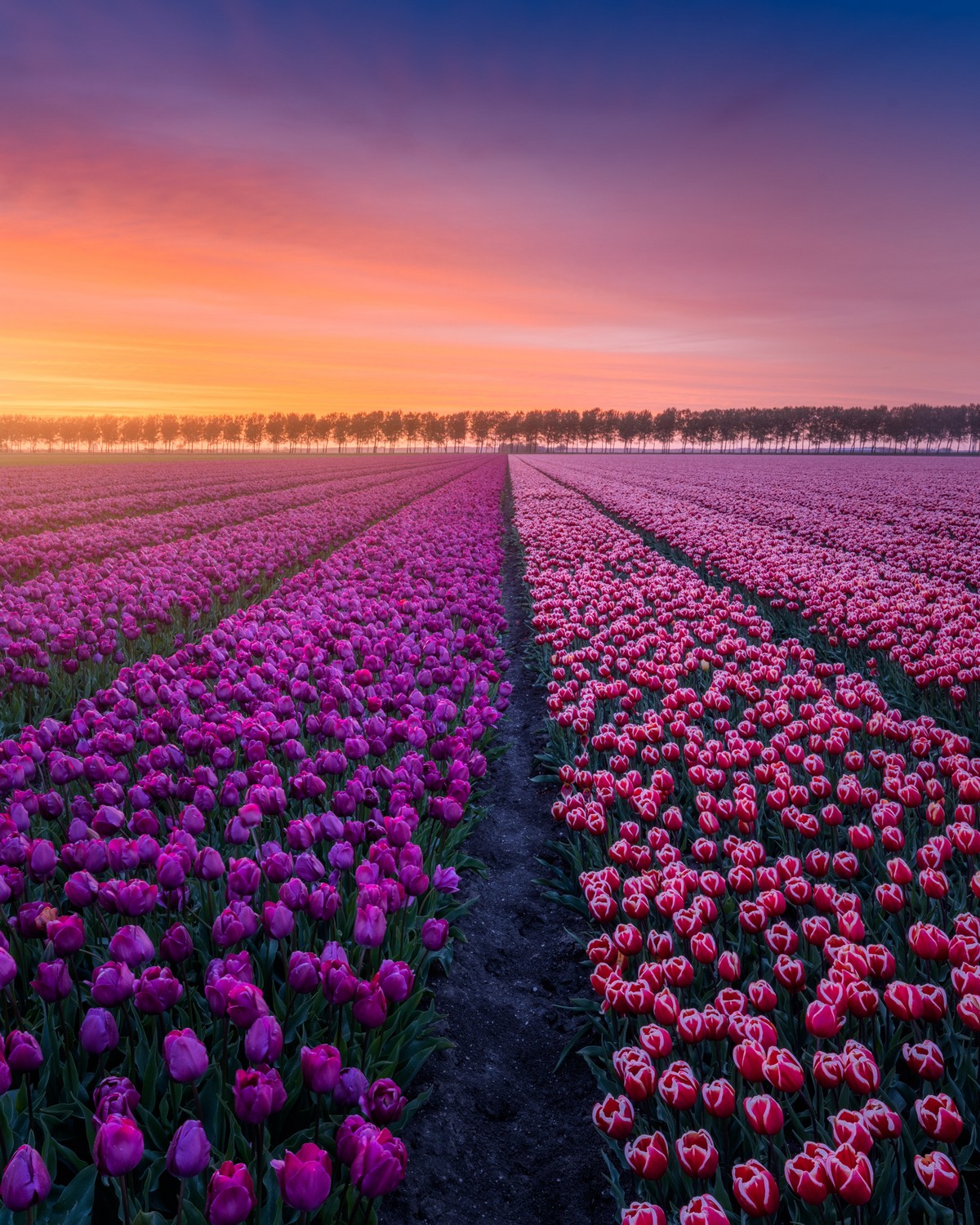 Волшебная весна в Нидерландах от фотографа Альберта Дроса