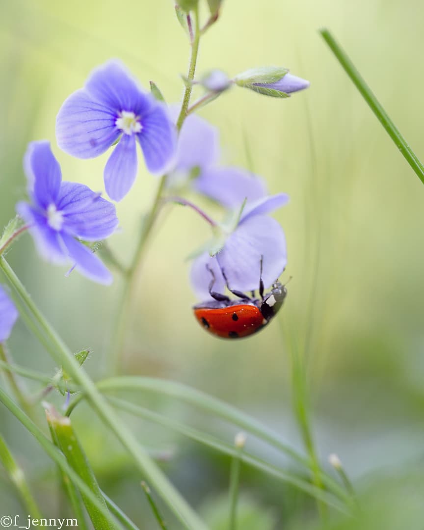 Природа, животные, насекомые и цветы на снимках Дженни Мартенссон