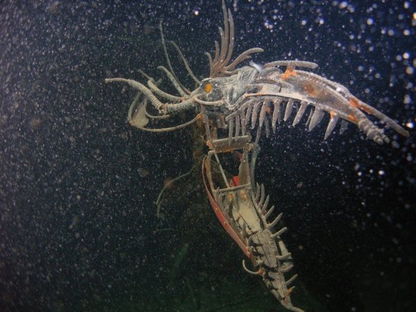 Интересные и немного пугающие снимки подводных объектов