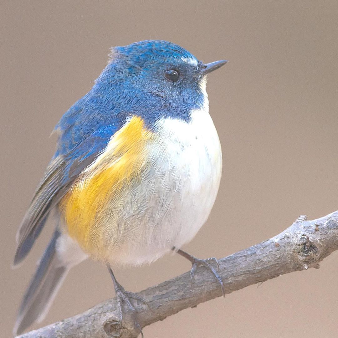 Замечательные снимки птиц от Кейсуке Ода Животные
