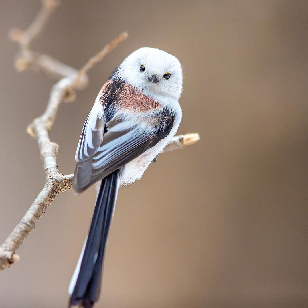Замечательные снимки птиц от Кейсуке Ода