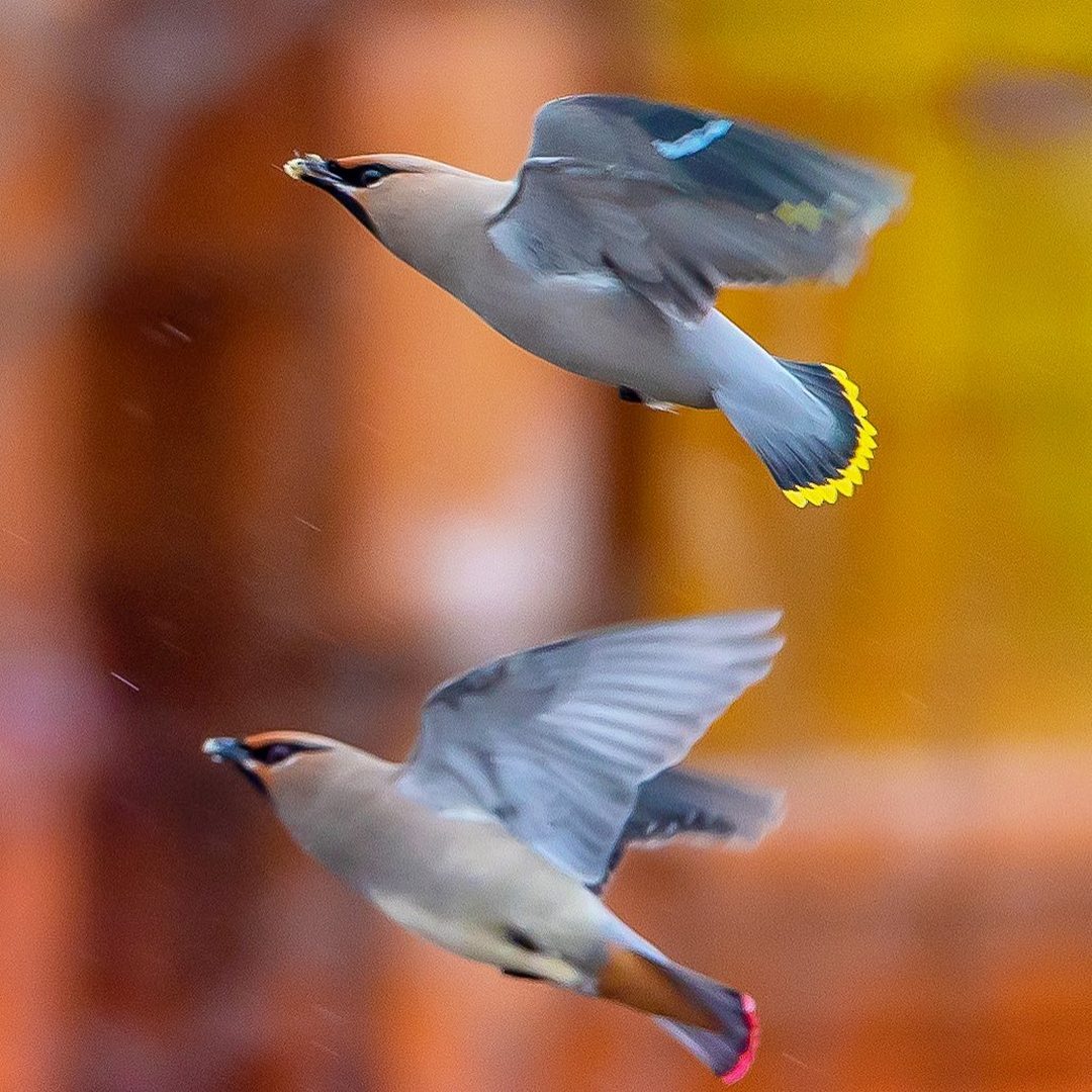 Замечательные снимки птиц от Кейсуке Ода