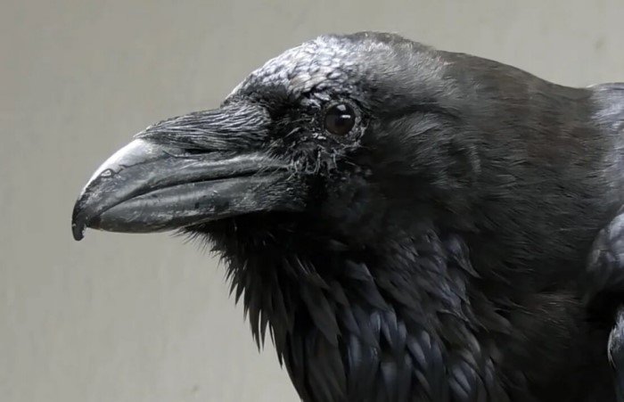 Как научиться различать ворона и ворону