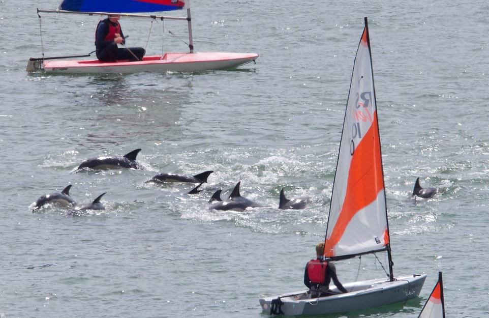 Стая дельфинов подплыла к людям в британской реке