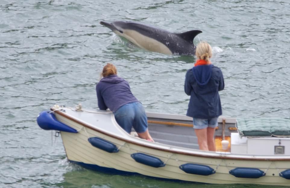 Стая дельфинов подплыла к людям в британской реке