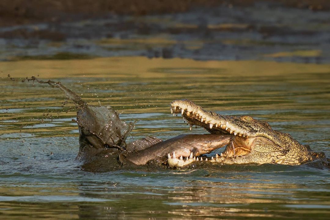 5-метровый крокодил сожрал 12-килограммового сома