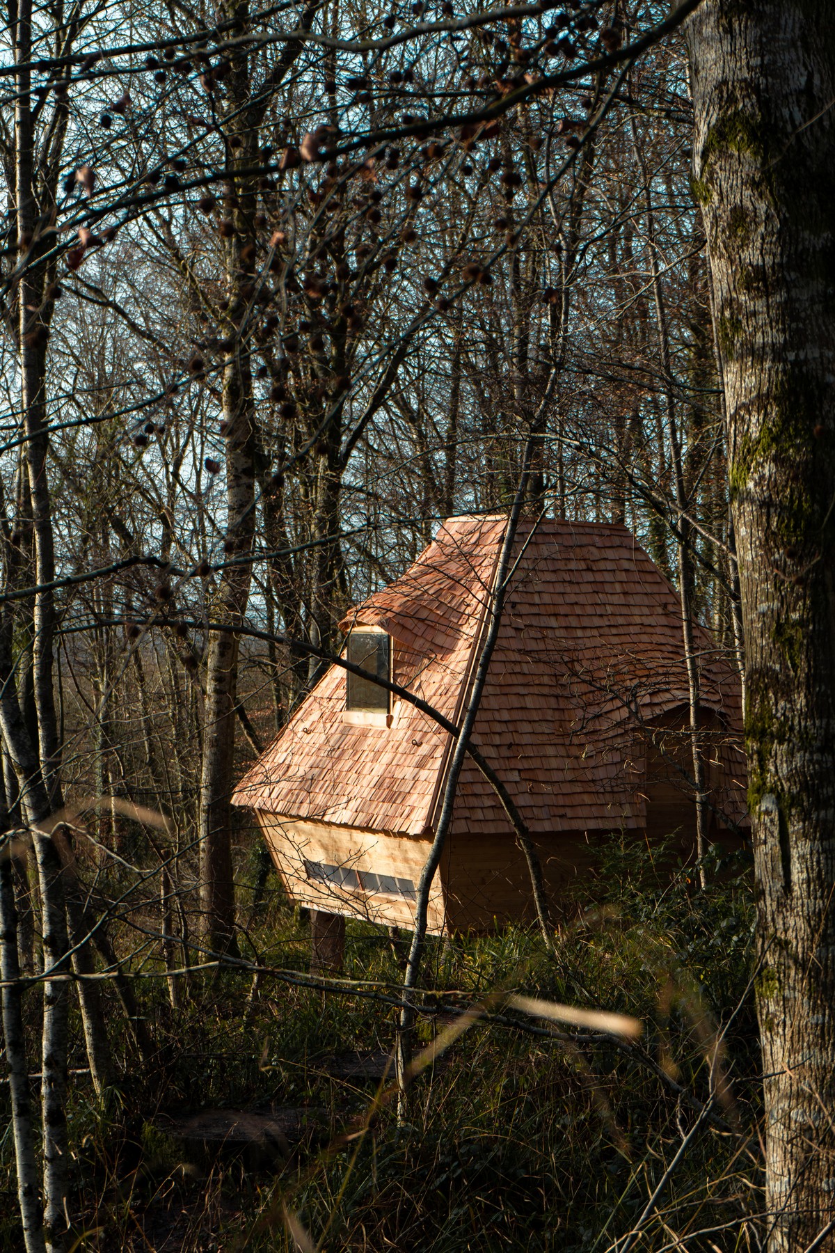 Небольшой дом в лесу Великобритании