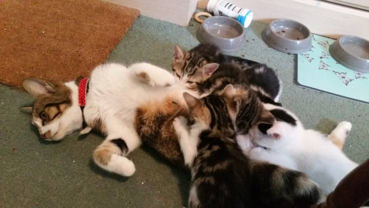 Животные познают все радости материнства на снимках Животные познают все радости материнства на снимках Животные