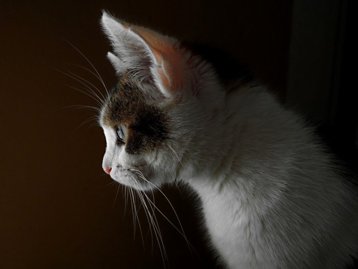 Жесты и выражения кошек, которые легко распознать