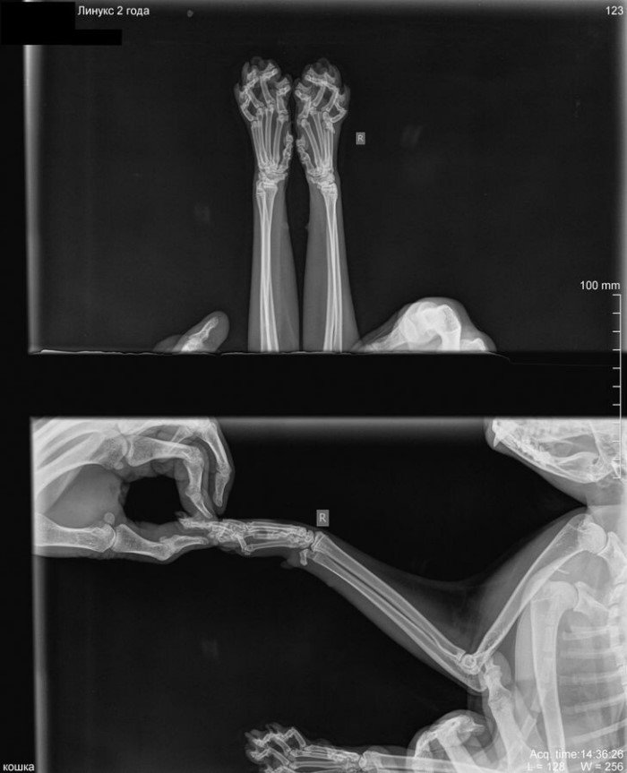 Разные странные и необычные рентгеновские снимки