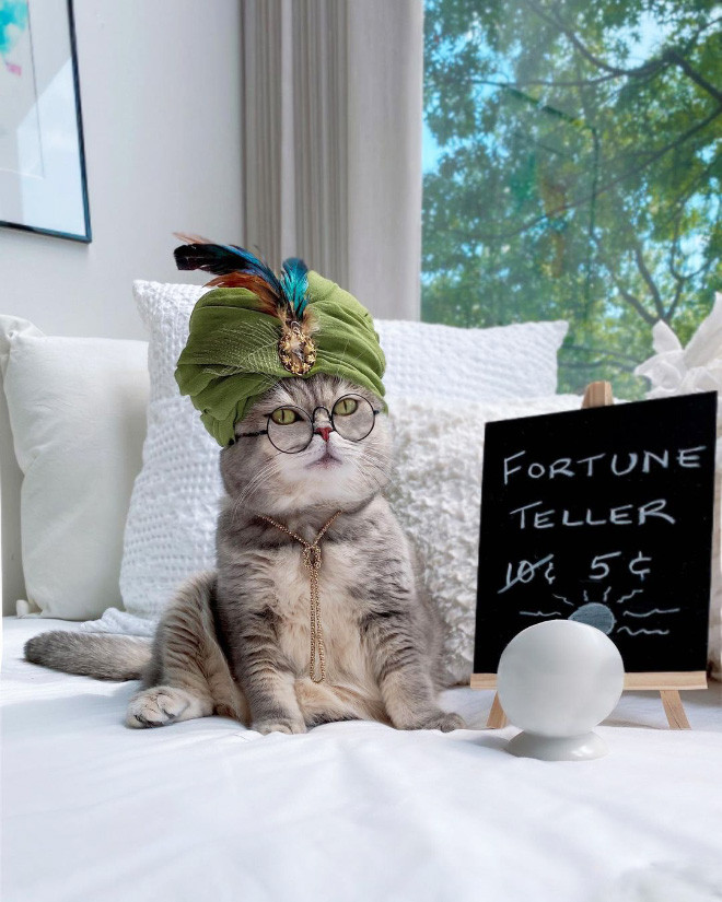 Бродячий кот стал Instagram-знаменитостью благодаря очаровательным нарядам