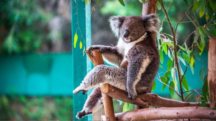 Почему коалы до сих пор не вымерли на полной опасностей планете?